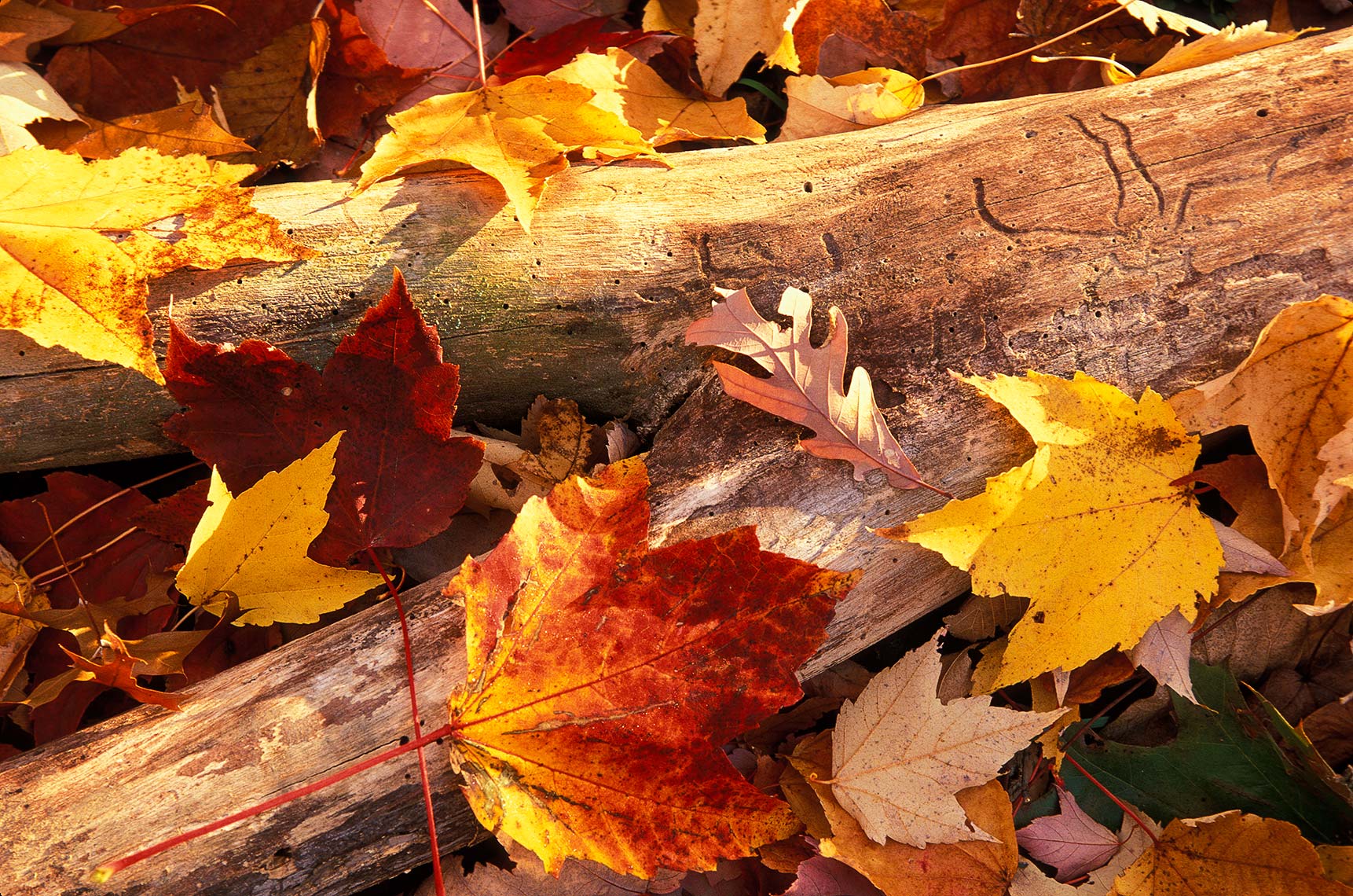 Bell_Leaves.jpg